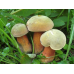 Мицелий Дубовика оливково-бурого (Boletus luridus) Мицелий Дубовика оливково-бурого (Boletus luridus)